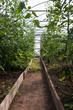 Tomato plants growing in greenhouse Tomato plants growing in greenhouse