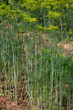 Organically grown dill Organically grown dill