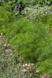 Organically grown dill Organically grown dill