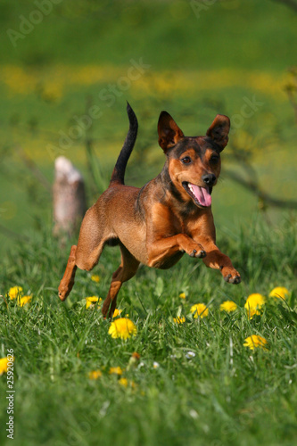 Foto: Rehpinscher Rehpinscher