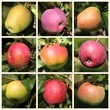 Les variétés de pomme
