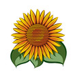 Vector sunflower head isolated on white background