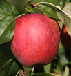 Pomme rouge
