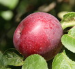 Pomme rouge