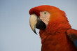 Red Macaw isolated from background