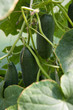 Organically grown cucumbers in greenhouse Organically grown cucumbers in greenhouse