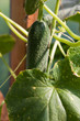 Organically grown cucumbers in greenhouse Organically grown cucumbers in greenhouse