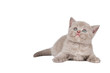 One little british kitten cat