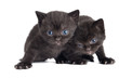 little british shorthair kittens cat
