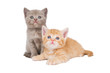 little british shorthair kittens cat