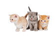 little british shorthair kittens cat