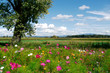 Foto: Blumenwiese mit Cosmeen Blumenwiese mit Cosmeen