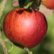 Pomme rouge