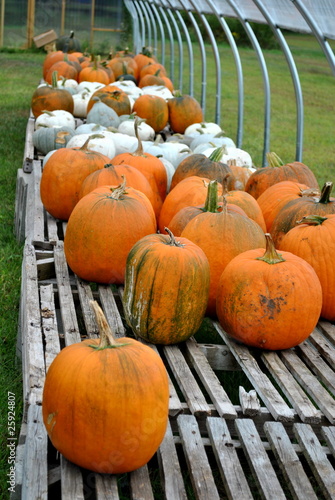 Photo: Selling Pumpkins Selling Pumpkins