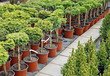 Plants for sale