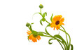 Calendula flowers in white background