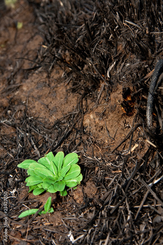 Photo: new growth new growth