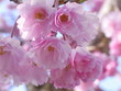 八重桜