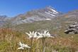 Edelweißtrio