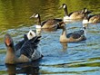 LES CANARDS