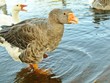 LE CANARD