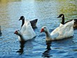 LES CANARDS