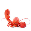 hello lobster