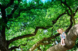 Happy cute girl sitting on branch huge tree