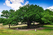 Huge old tree and tiny girl Huge old tree and tiny girl