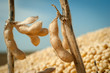 Soybean Harvest