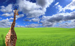 Foto: Giraffe in green field Giraffe in green field