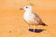 Seagull on the sand Seagull on the sand