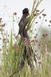Longtailed Widow Bird in grassland Longtailed Widow Bird in grassland