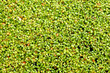 Duckweed lemna and other small organisms that live in it