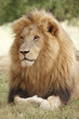 Male lion resting Male lion resting