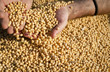 Soybean Harvest