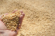 Soybean Harvest
