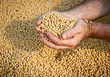 Soybean Harvest