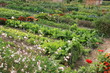 Potager