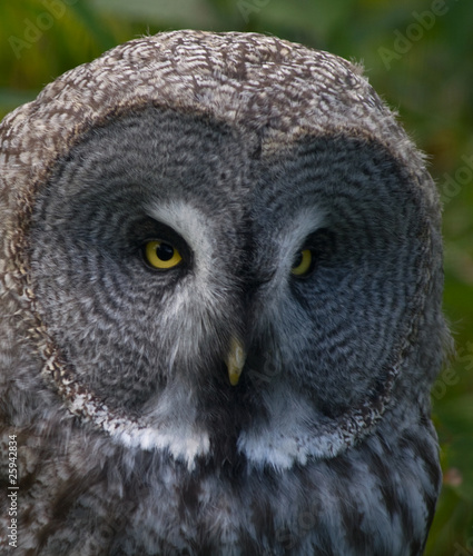 Photo: Great grey owl. (Strix nebulosa) Great grey owl. (Strix nebulosa)