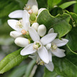 nouaison de fleurs d'oranger