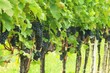 Foto: Wein Wein
