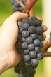 Foto: Wein Wein