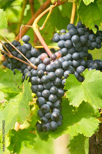 Foto: Wein Wein