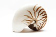nautilus