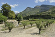 Champ d'oliviers à Rémuzat, Drôme provençale, France