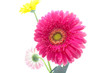 Gerbera