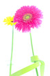 Jolies fleurs sur fond blanc