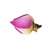 dry rose