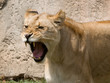 Roaring Lioness